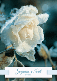 Rose de Noël givrée