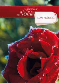 Joyeux Noël, rose rouge givrée