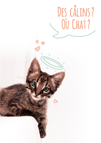 Des câlins ? où chat ?